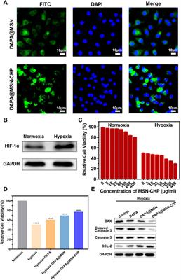 Precise dapagliflozin delivery by cardiac homing peptide functionalized mesoporous silica nanocarries for heart failure repair after myocardial infarction